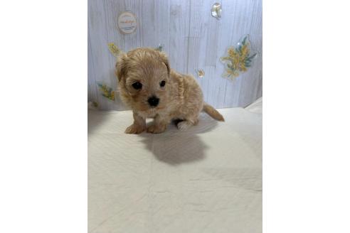 販売中の群馬県のマルプー:マルチーズ×トイプードル-388466の7枚目